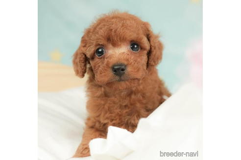 成約済の千葉県のトイプードル-210417の1枚目